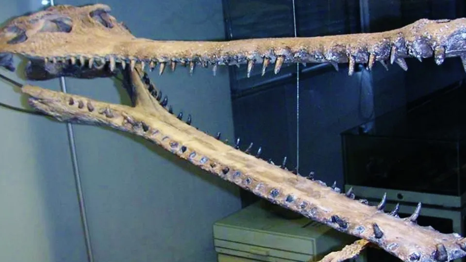 Paleontólogos peruanos revelam fóssil de juvenil de crocodilo gavial, encontrado na costa do país.