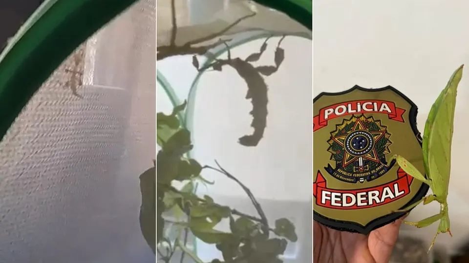 Agentes cumpriram mandado de busca e apreensão na Penha, Zona Norte, e apreenderam diversas espécies ilegais.