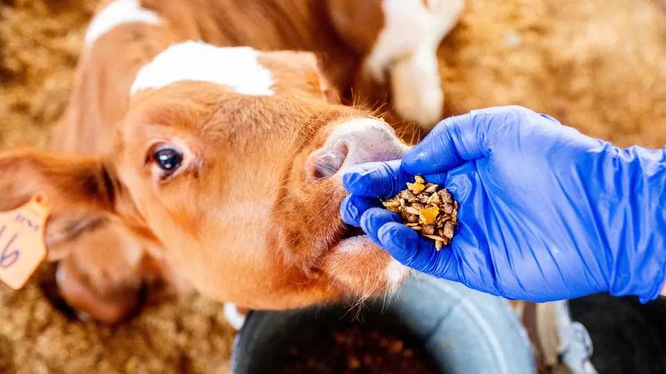 Cientista brasileiro desenvolve projeto inovador para reduzir metano de vacas nos EUA