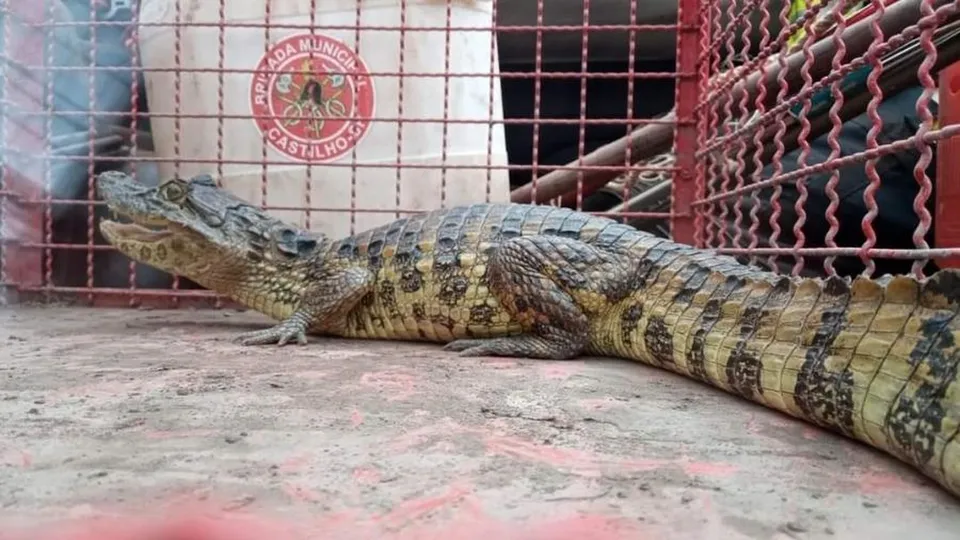 Moradores de Castilho, em SP, chamaram os bombeiros após avistarem jacaré em quintal, que foi capturado com cuidado.