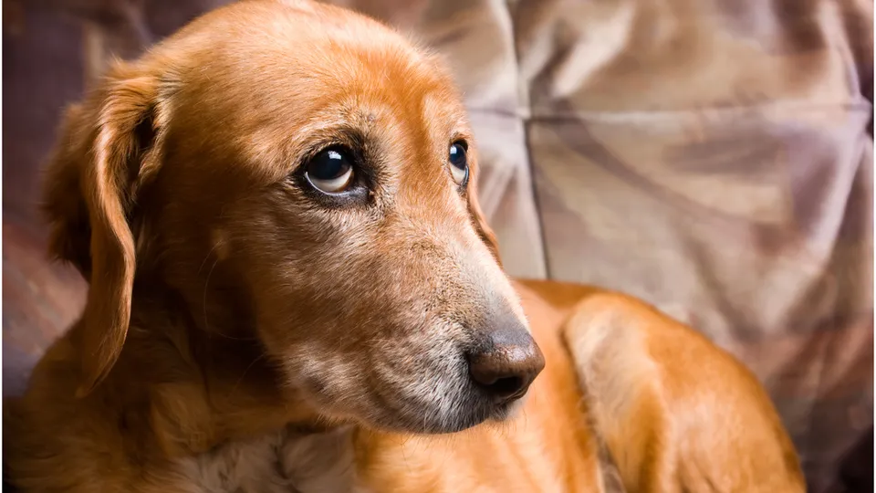 Caso de crueldade animal levanta debates sobre a proteção de animais no Brasil.