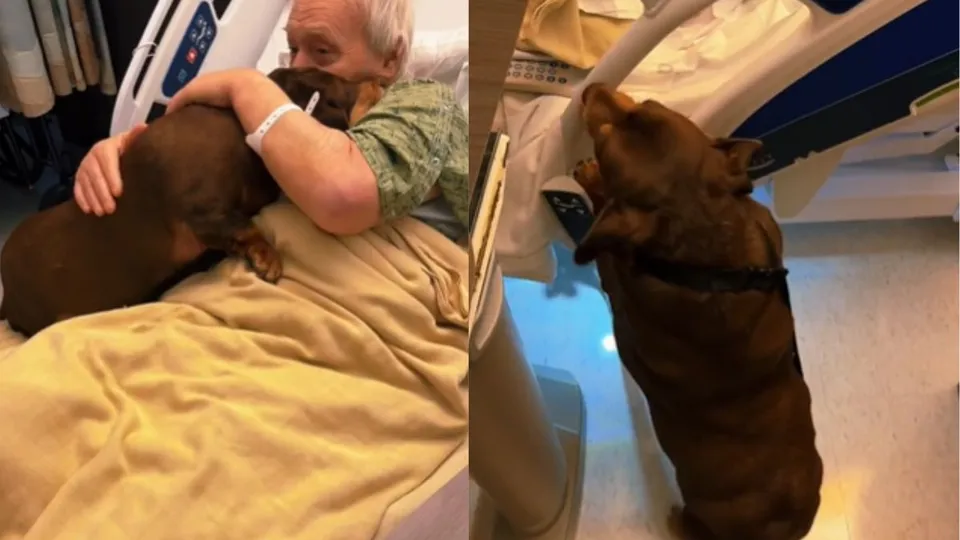 Shorty, uma cadela salsicha de 15 anos, comove ao visitar seu tutor em hospital no Texas.