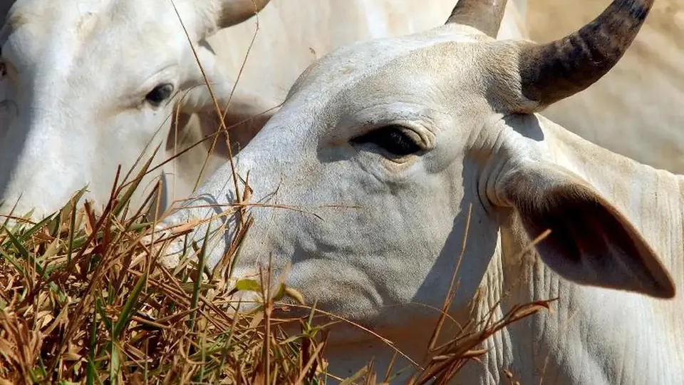 Decisão da União Europeia de barrar carne bovina do Brasil devido ao uso do estradiol provoca reações no setor agropecuário.