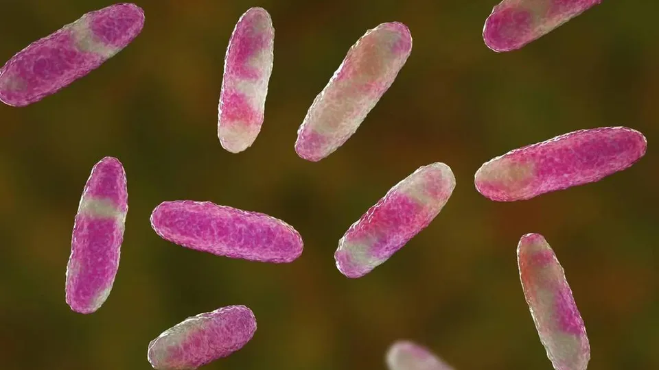 Autoridades analisam a ligação entre as mortes de 13 crianças e um surto de Klebsiella oxytoca em hospitais do centro do país.