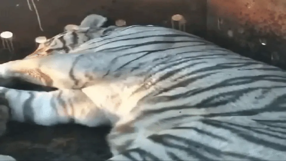 Onze grandes felinos, incluindo tigres brancos, foram resgatados em Culiacán, Sinaloa, durante operações militares contra o narcotráfico.