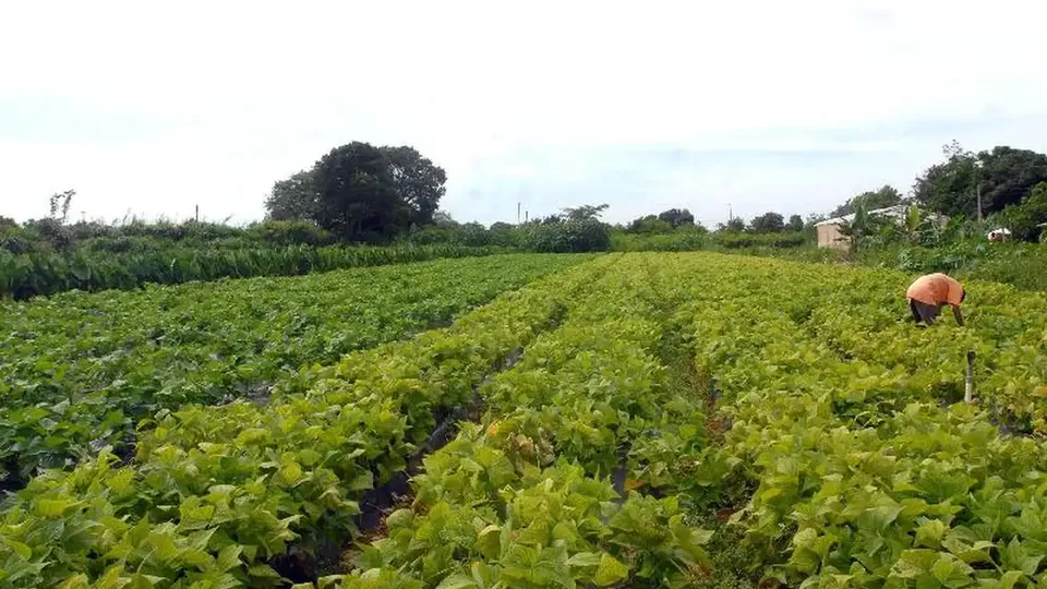 Acordo Mercosul-União Europeia garante condições favoráveis para exportações agrícolas