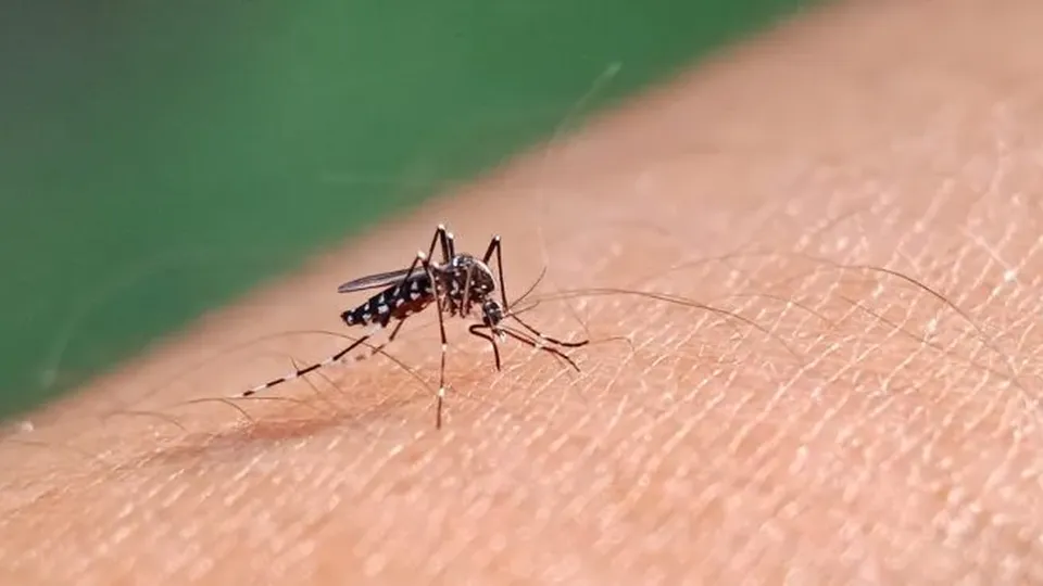 Dengue provoca quase 6 mil mortes no Brasil em 2024, segundo dados oficiais