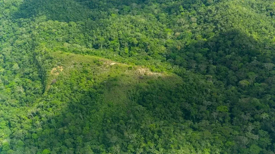 Governo peruano elimina 25.782 hectares de coca, evitando produção de 236 toneladas de cocaína.