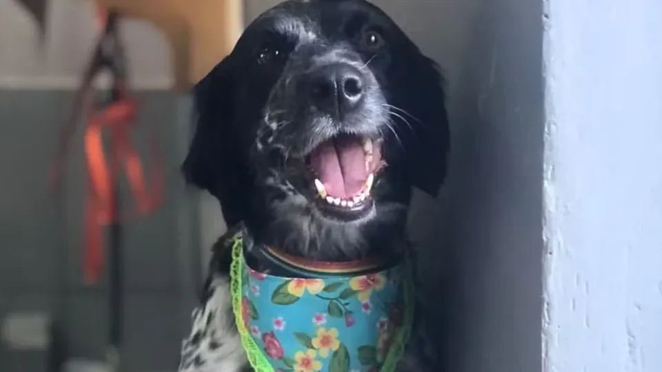 Tragédia ocorreu em Planaltina de Goiás no dia 3 de dezembro. Proprietária do pet shop alega que funcionário agiu com negligência.
