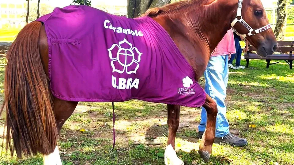 Cavalo Caramelo, símbolo das enchentes no Rio Grande do Sul, encontra novo lar