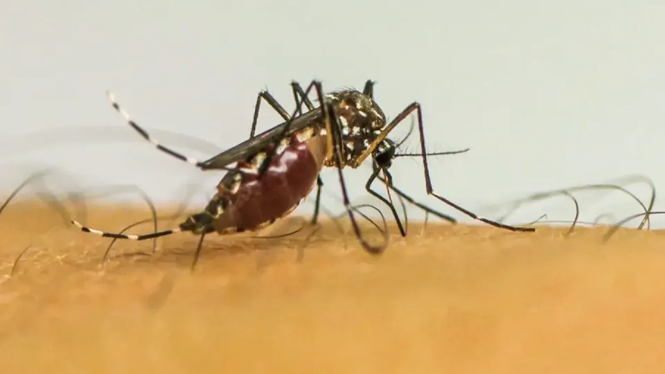 A epidemia de dengue nas Américas já causou mais de 7.700 mortes, com Brasil, Argentina, Colômbia e México concentrando a maioria dos casos.