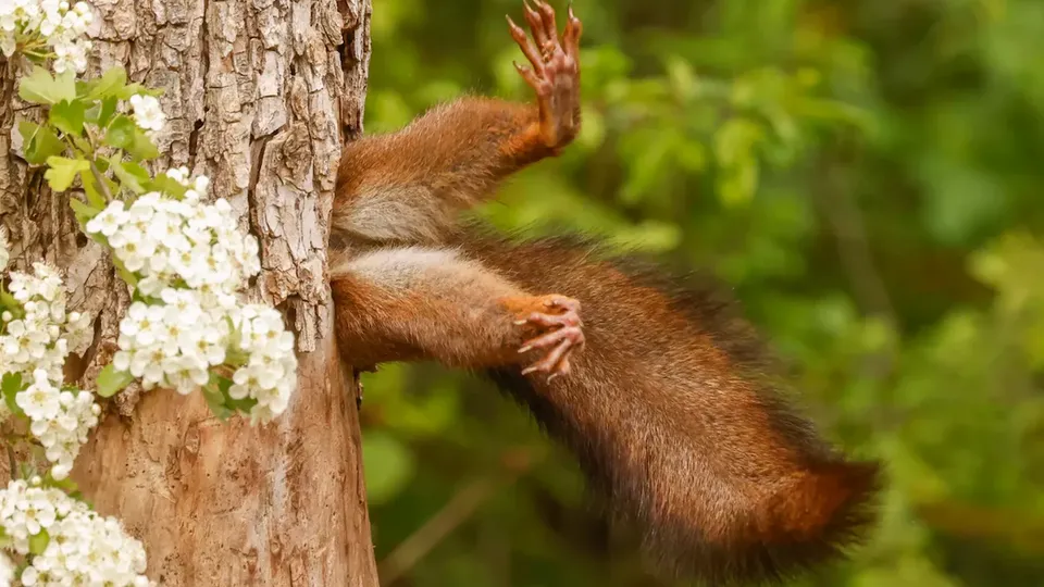 Conheça os vencedores do Comedy Wildlife Photo Awards 2024 e suas fotos engraçadas