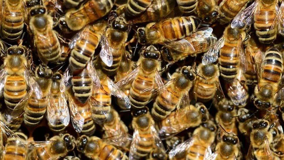 Criança foi picada por mais de 1.100 abelhas e segue internada em estado grave no Hospital Regional de Campo Grande.
