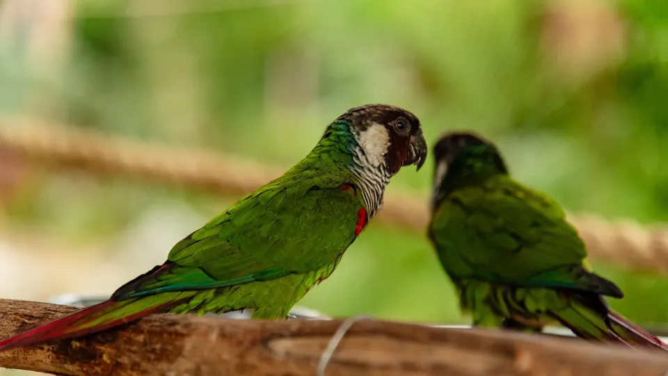 Periquito-cara-suja reaparece após 114 anos e marca retorno à Caatinga