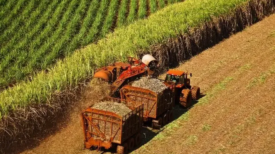 A produção agrícola brasileira deve alcançar 314,8 milhões de toneladas em 2025, 20,5 milhões a mais que em 2024, segundo o IBGE.
