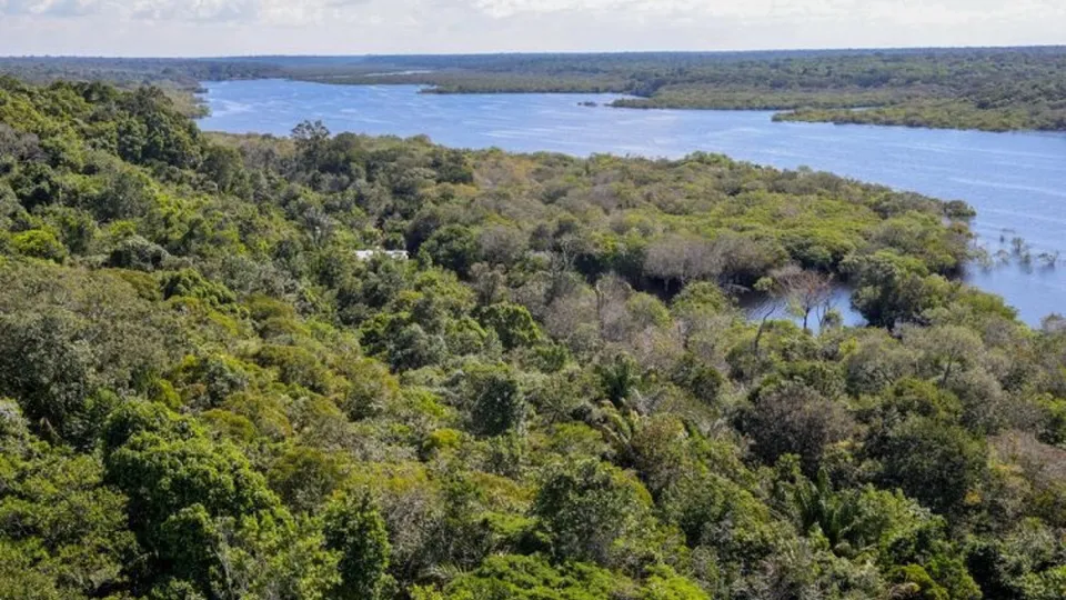 Queimadas na Amazônia reduzem diversidade e estoque de carbono em florestas