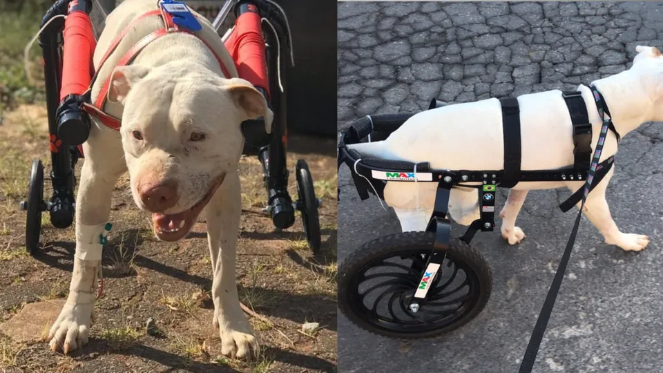 Morre cachorro Sansão, ícone da luta contra maus-tratos a animais no Brasil