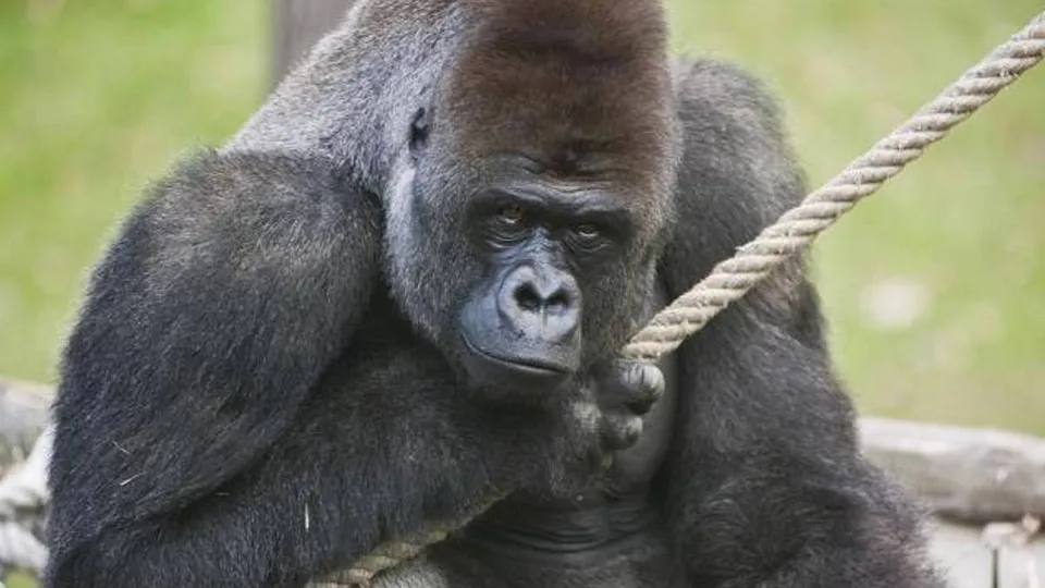 Gorila de 2 metros e 180 kg chega a Guarulhos e segue para zoológico em BH