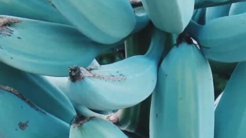 A Blue Java é uma variedade de banana com coloração azulada, sabor de baunilha e textura cremosa, encontrada em regiões tropicais.