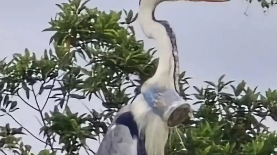 Uma garça foi resgatada no Rio de Janeiro com um copo plástico preso ao pescoço. O animal foi solto após cirurgia bem-sucedida.