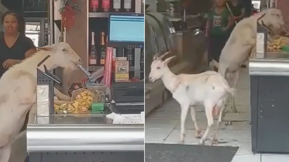 Cabritos invadem padaria em Minas Gerais e roubam doces de forma inusitada