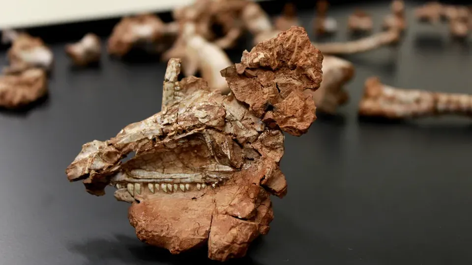 Pesquisadores da UFSM desvendam características do Saturnalia tupiniquim, um dos dinossauros mais antigos do planeta.