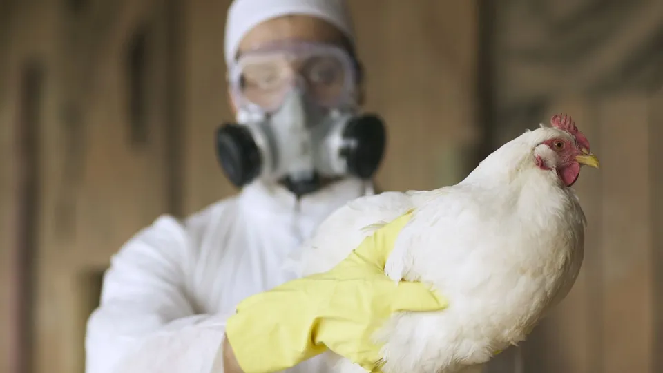 Paciente hospitalizado apresenta infecção por H5N1, mas risco à saúde pública permanece baixo, segundo autoridades.