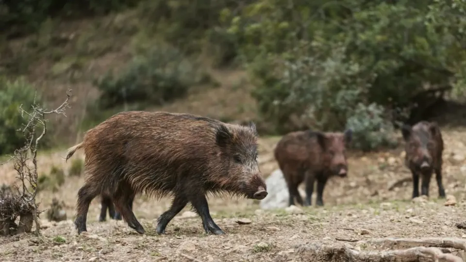 Governo de SP inicia captura e abate de javalis e javaporcos em reservas estaduais