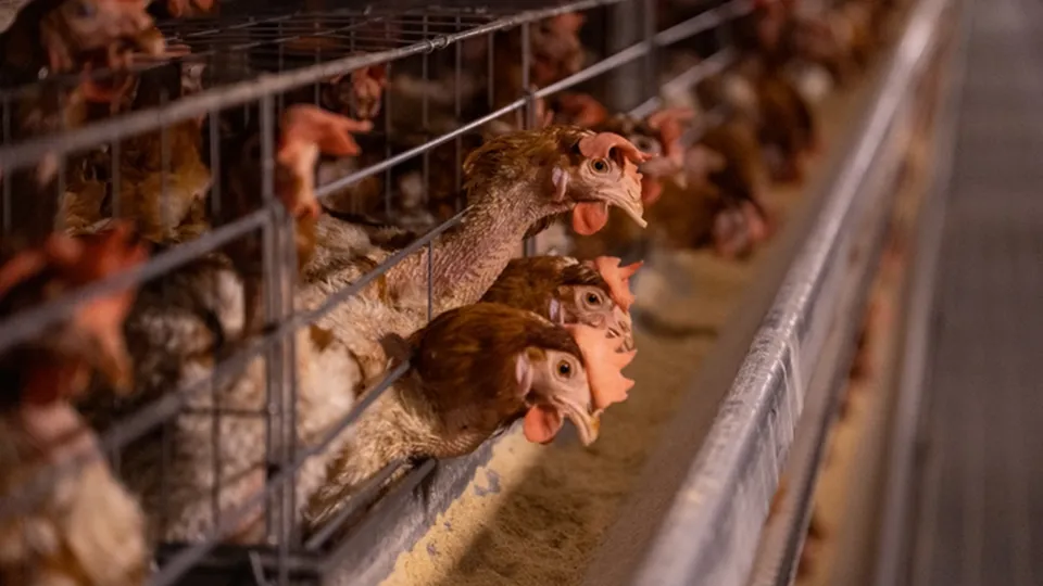 A disseminação do H5N1 nos EUA levanta preocupações sobre uma possível pandemia e seus impactos no mundo.