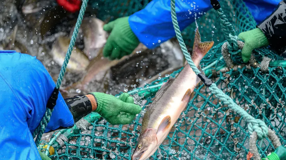 Produção de peixes em cativeiro supera pela primeira vez a pesca mundial, diz FAO