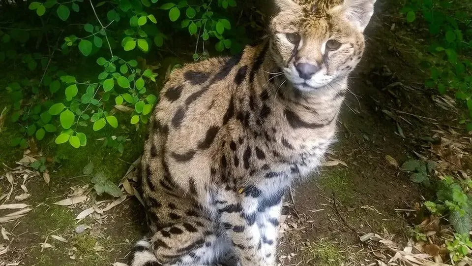 Gripe aviária causa a morte de 20 grandes felinos em santuário nos EUA