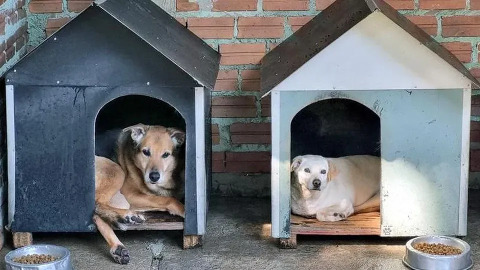 Sistema permitirá registro de pets e emissão de RG Animal de forma gratuita