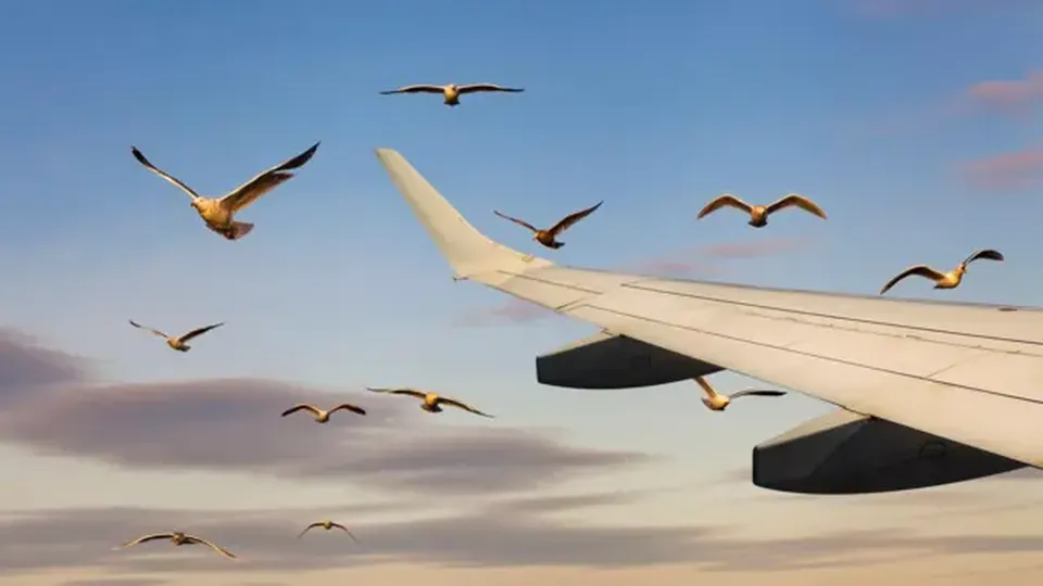 Tragédia que resultou em 179 mortes evidencia os riscos de choques entre aeronaves e pássaros.