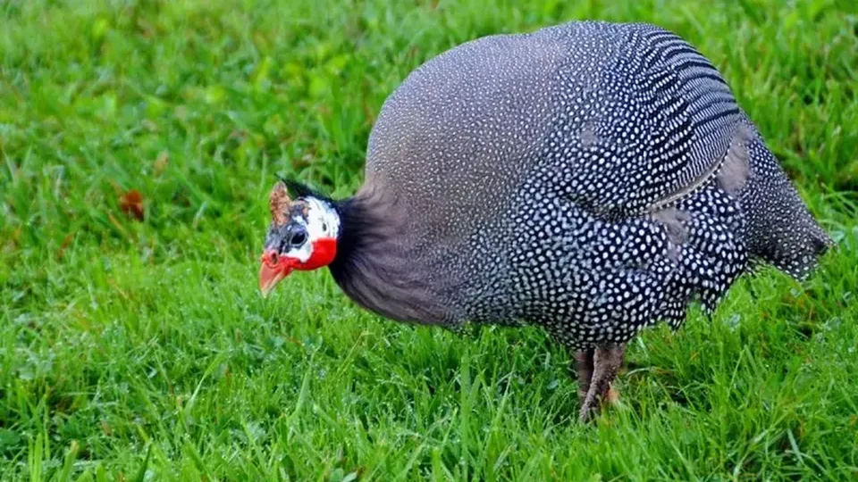 A 8ª Câmara de Direito Público do TJ-SP manteve decisão que veda a criação das aves em Presidente Prudente, visando saúde pública.