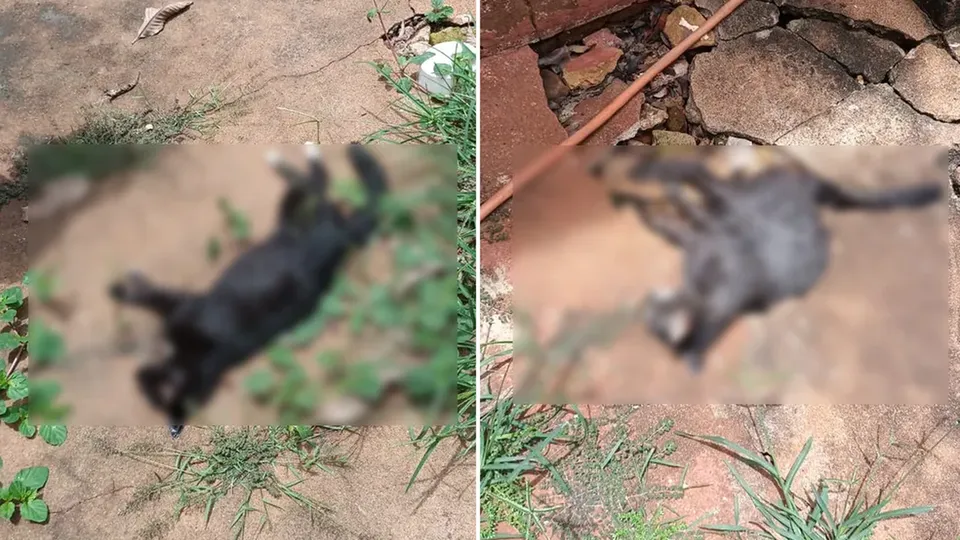 Mortes de 28 felinos em apenas cinco dias chocam a comunidade; polícia investiga possíveis responsáveis.