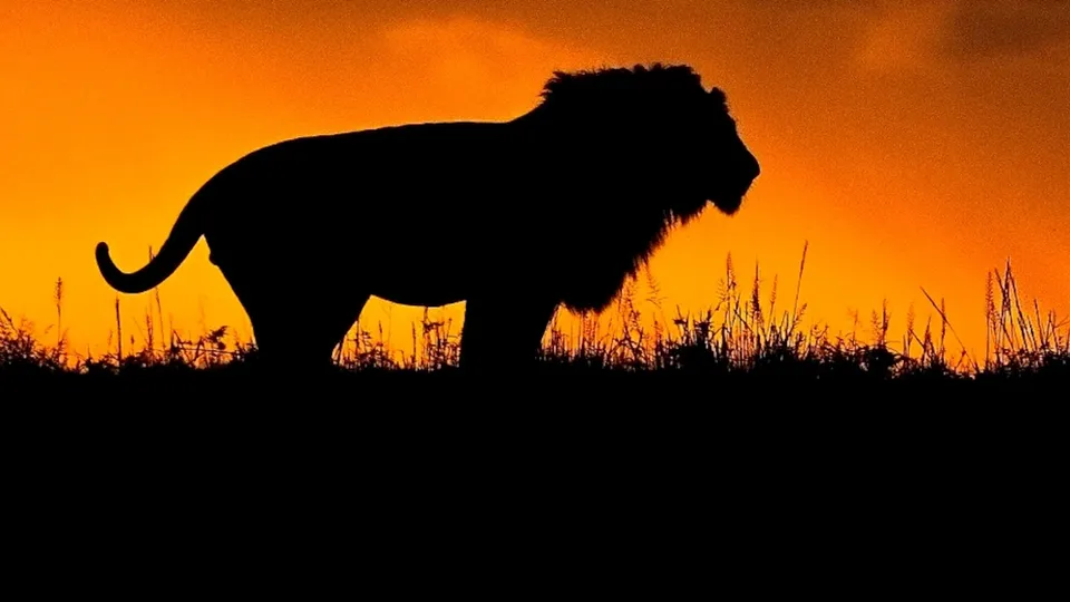 Uma criança de sete anos foi encontrada viva após cinco dias em um parque habitado por grandes felinos no Zimbábue, segundo autoridades.