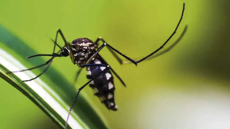 Dengue: São José do Rio Preto decreta emergência e planeja hospital de campanha