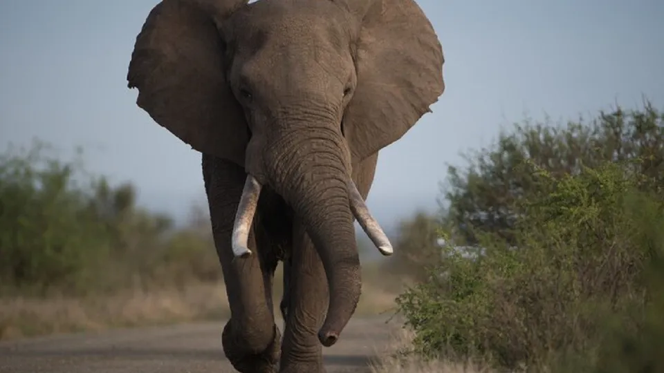 Turista espanhola morre após ser atingida por elefante em santuário na Tailândia