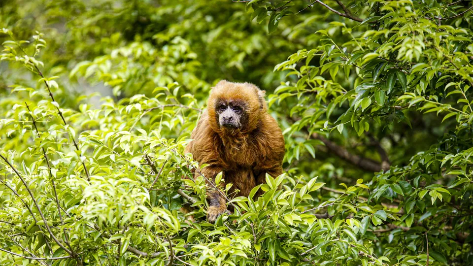 Casos de febre amarela em macacos são confirmados na USP de Ribeirão Preto