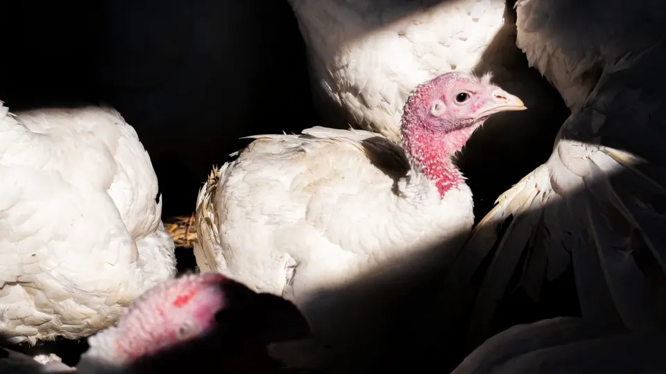 Primeira morte humana por gripe aviária nos EUA é confirmada na Louisiana