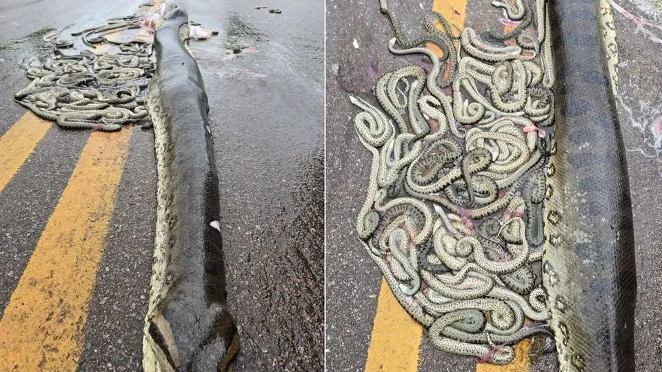 Sucuri-verde atropelada em rodovia de MT expeliu 40 filhotes; vídeo mostra o ocorrido