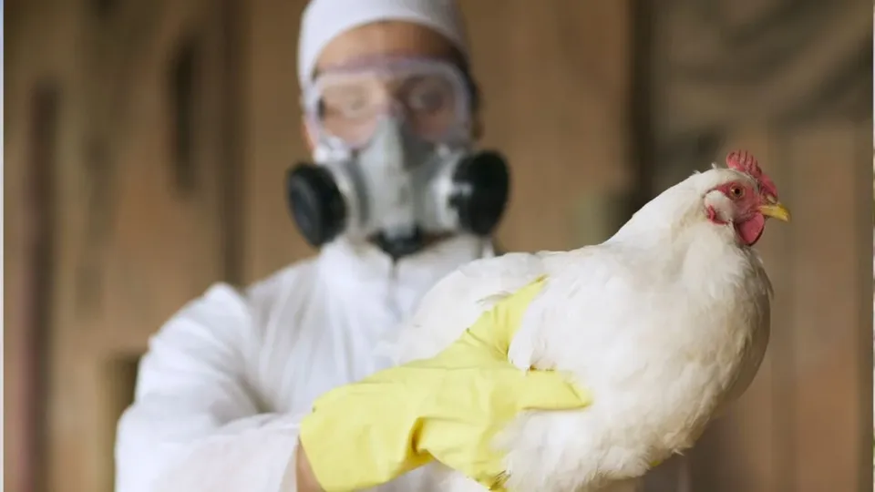 Após a primeira morte por gripe aviária nos Estados Unidos, a OMS reitera que o risco para a população é considerado baixo.