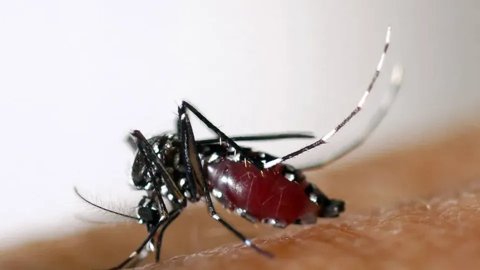 A nova técnica visa eliminar fêmeas de mosquitos, responsáveis pela transmissão de doenças como malária e dengue.
