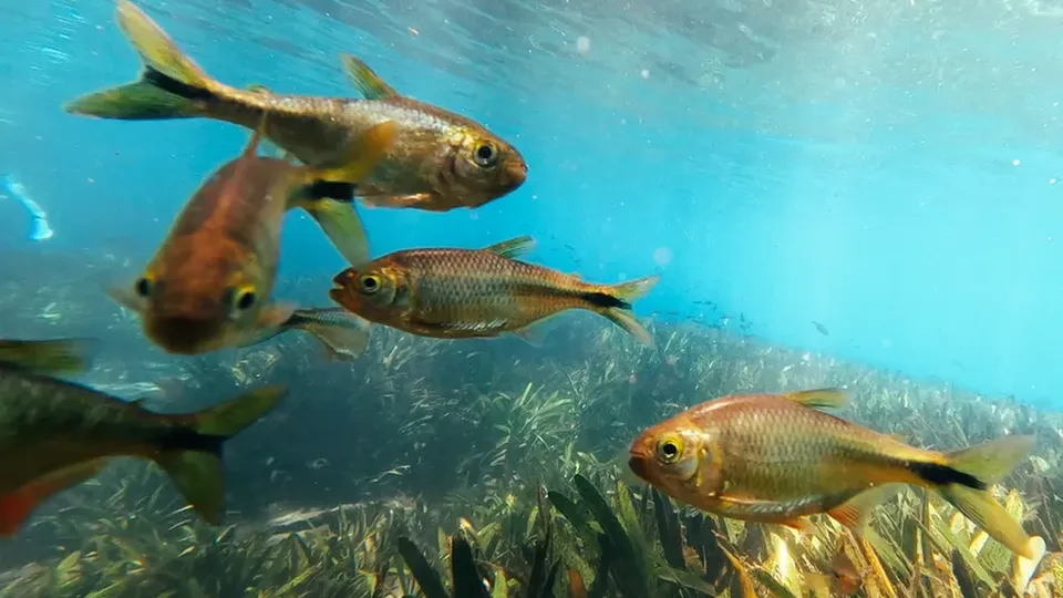 Pesquisa aponta que 24% da fauna aquática enfrenta riscos devido à poluição e mudanças climáticas
