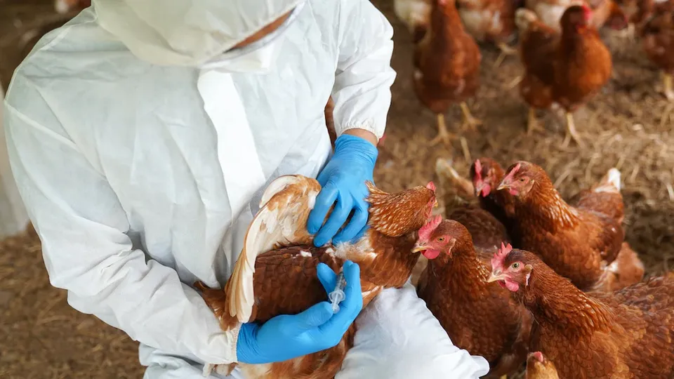 Direção Geral de Saúde de Portugal informa que não há registros de infecções humanas até o momento