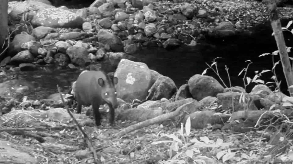 Registro inédito de antas (Tapirus terrestris) em vida livre no estado marca um avanço na conservação da biodiversidade.