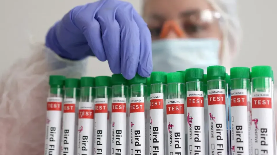 Surto de gripe aviária já infectou 70 pessoas e matou milhões de aves nos EUA.