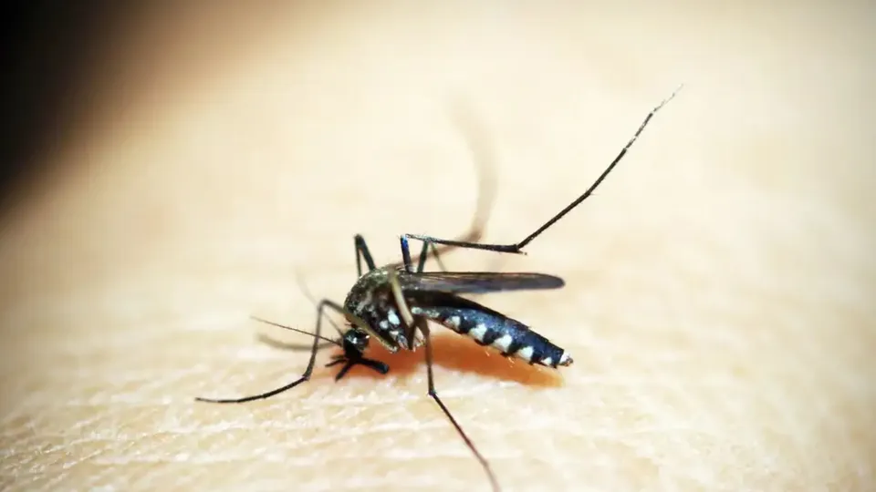 O ressurgimento do sorotipo 3 da dengue, não visto desde 2008, acende alerta em estados como São Paulo e Minas Gerais.