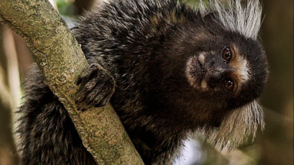 Uma mulher de 56 anos, mordida por um sagui, é a primeira paciente com raiva em PE desde 2017; ela está internada.
