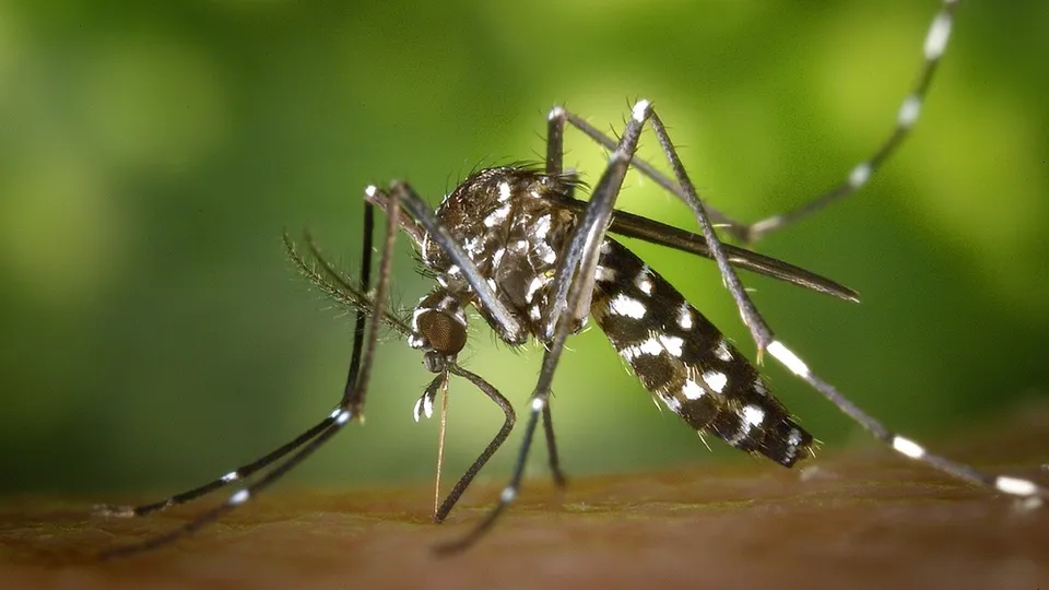 Rio de Janeiro registra primeiro caso de dengue tipo 3 em 2025, alerta autoridades